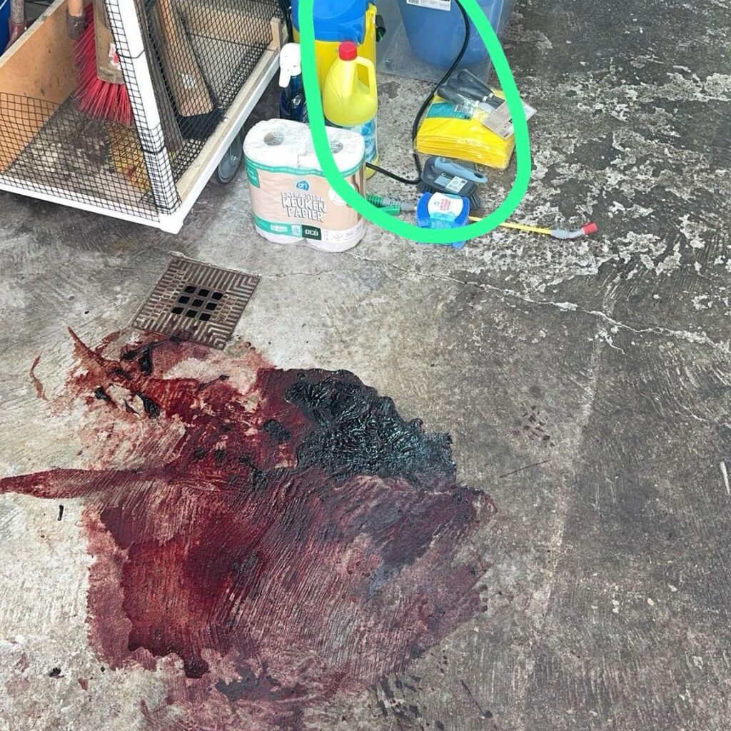 Adobe Express - file